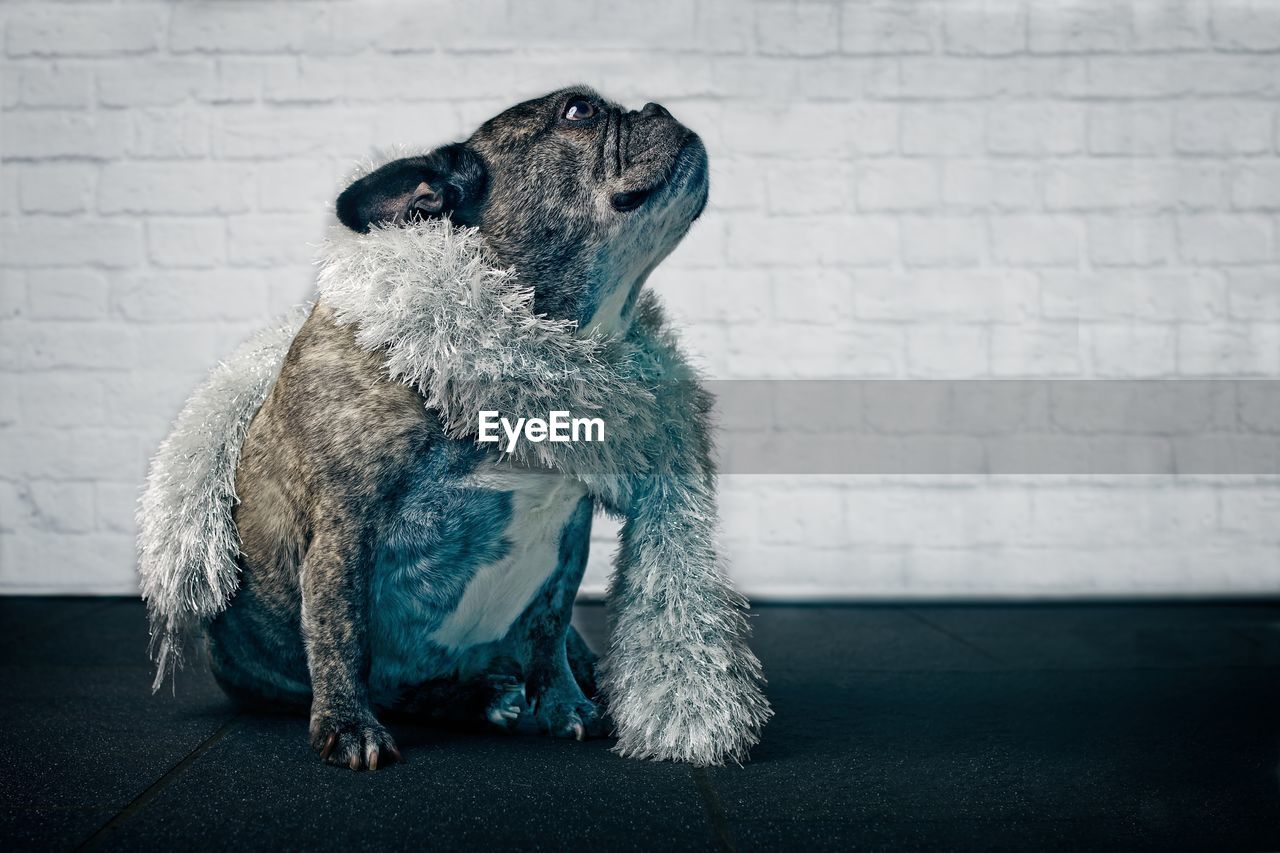 Dog wearing decoration while sitting against wall