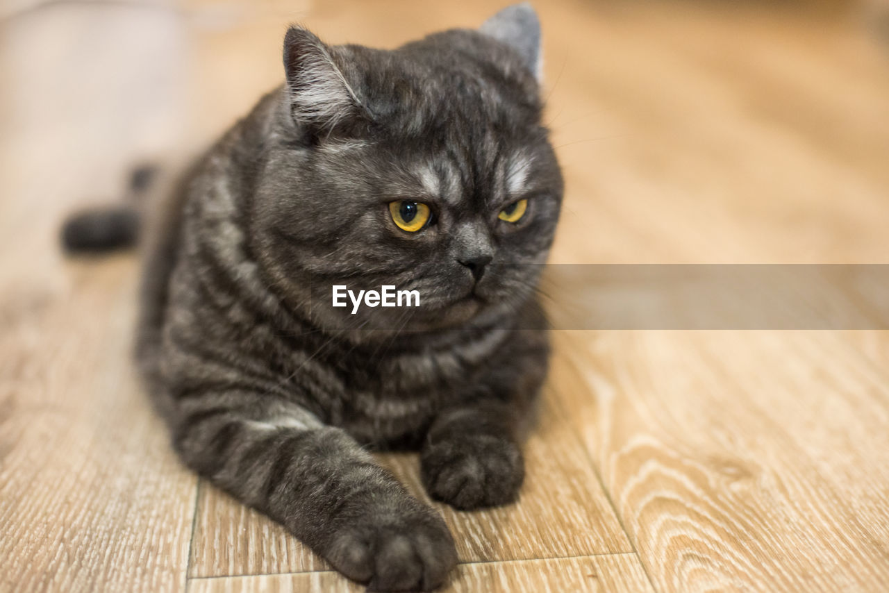 Angry british cat lies on the floor and resting at home.