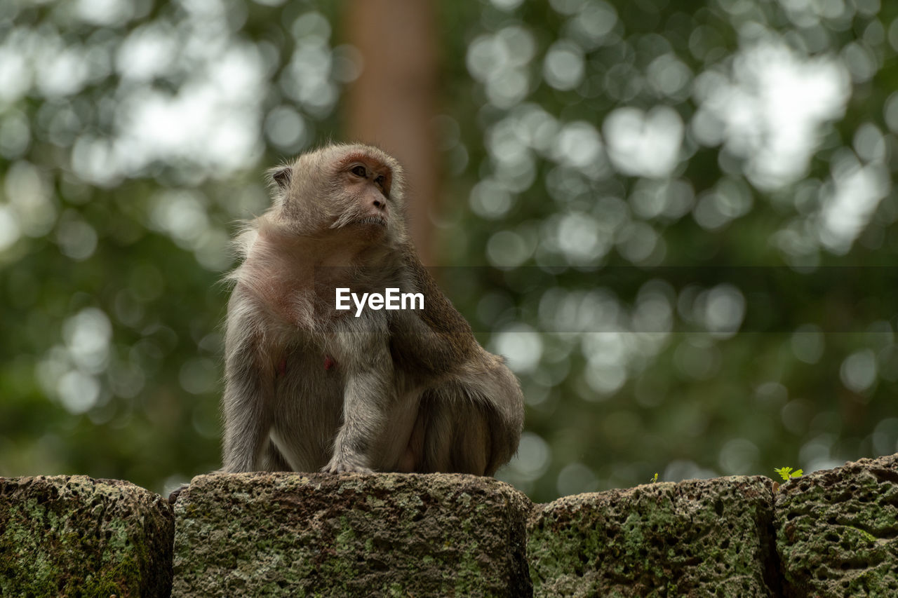 MONKEY SITTING ON A ROCK