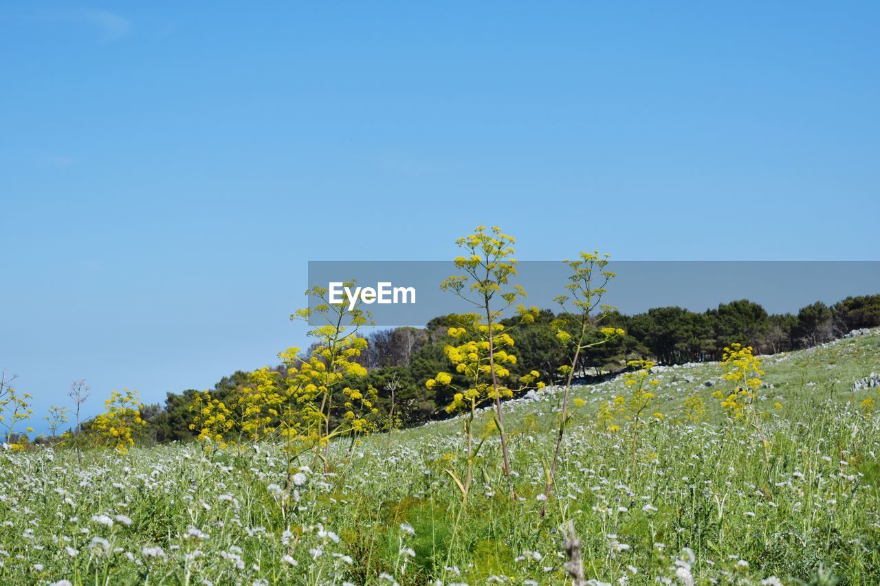 LOW ANGLE VIEW OF FIELD AGAINST CLEAR BLUE SKY