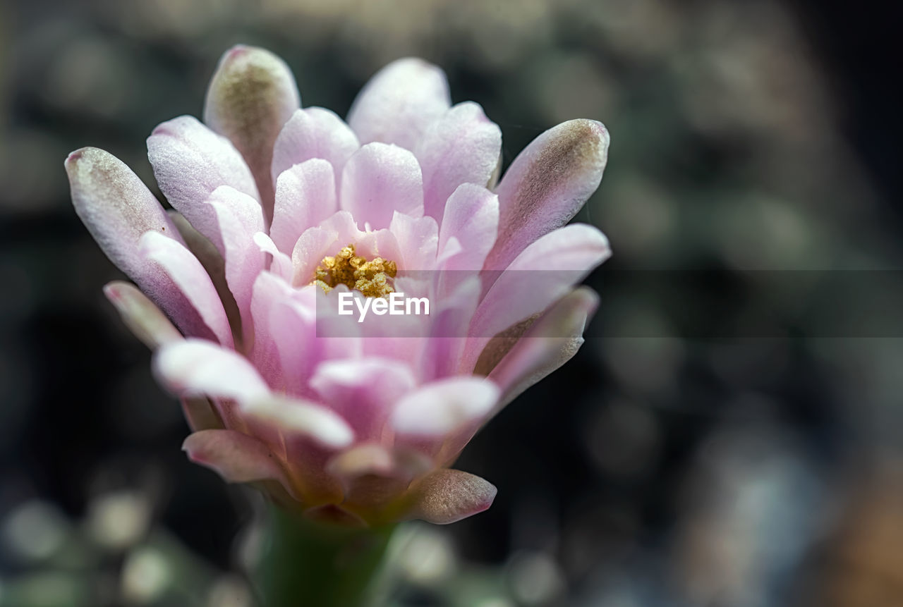 flower, flowering plant, plant, beauty in nature, freshness, close-up, macro photography, blossom, pink, nature, fragility, petal, flower head, growth, inflorescence, focus on foreground, pollen, no people, outdoors, springtime, selective focus, botany