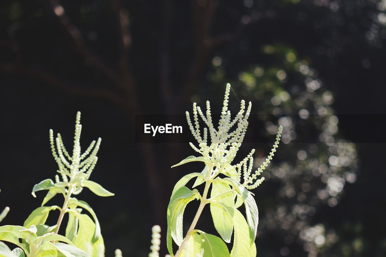 Close-up of flowering plant