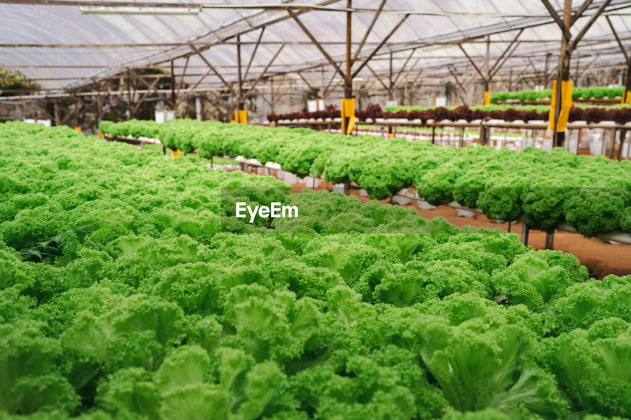 Vegetable lettuce in a greenhouse farm