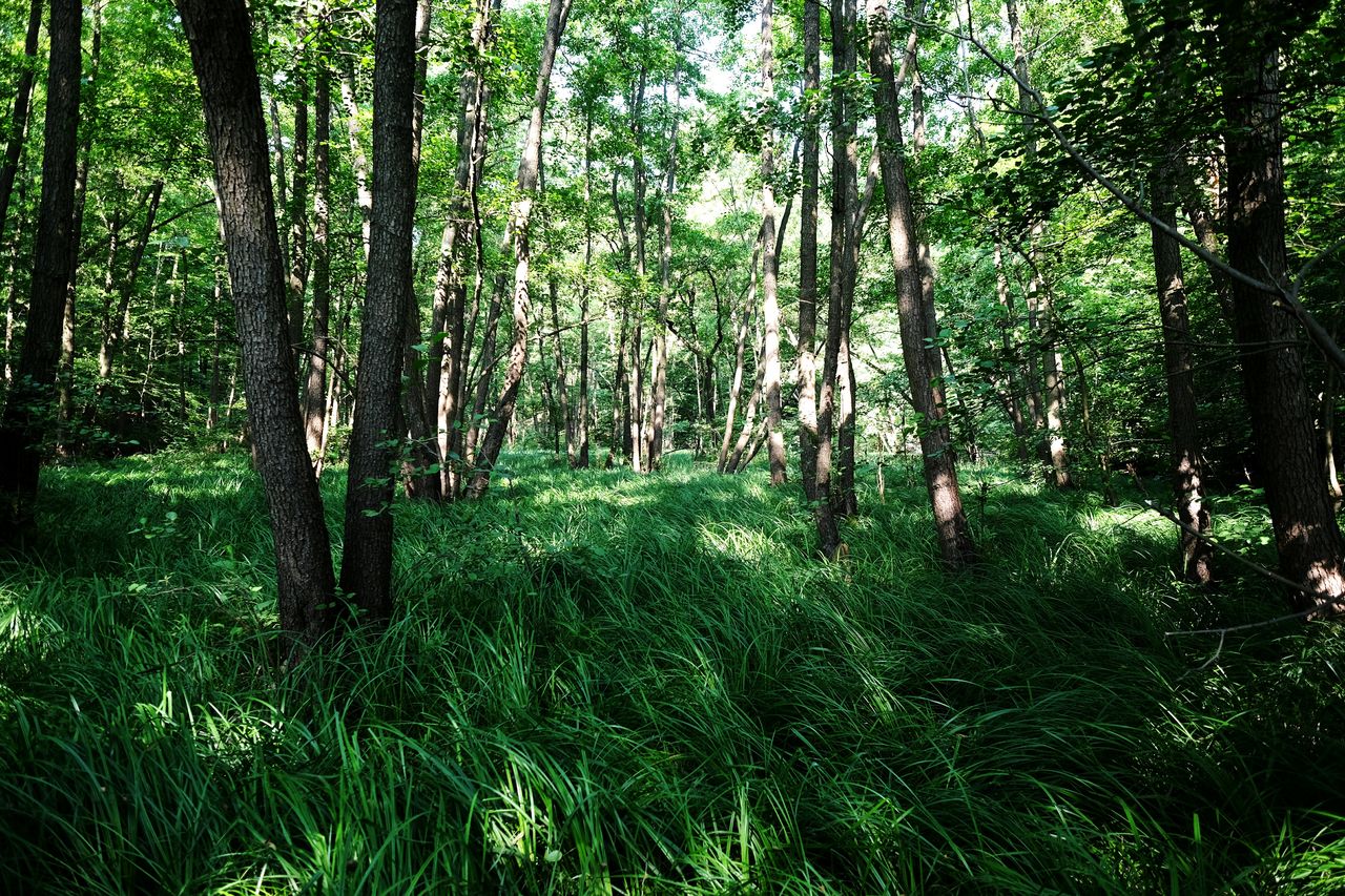 Trees growing on field in forest