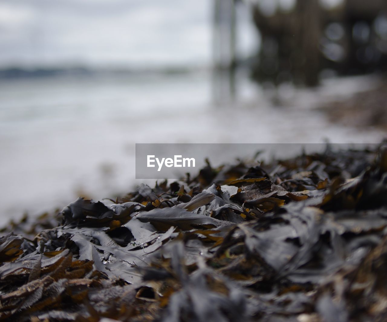 SURFACE LEVEL OF LEAVES ON BEACH