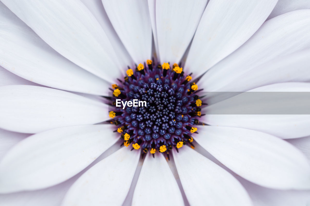 Close-up of white daisy flower