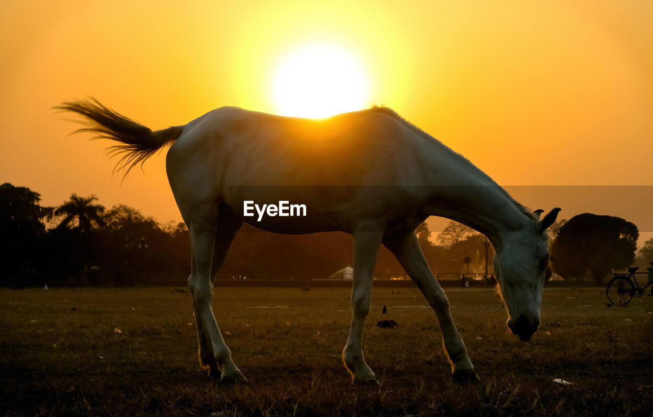 A view of sun setting behind a beautiful white horse gazing in a field with orange sky. 