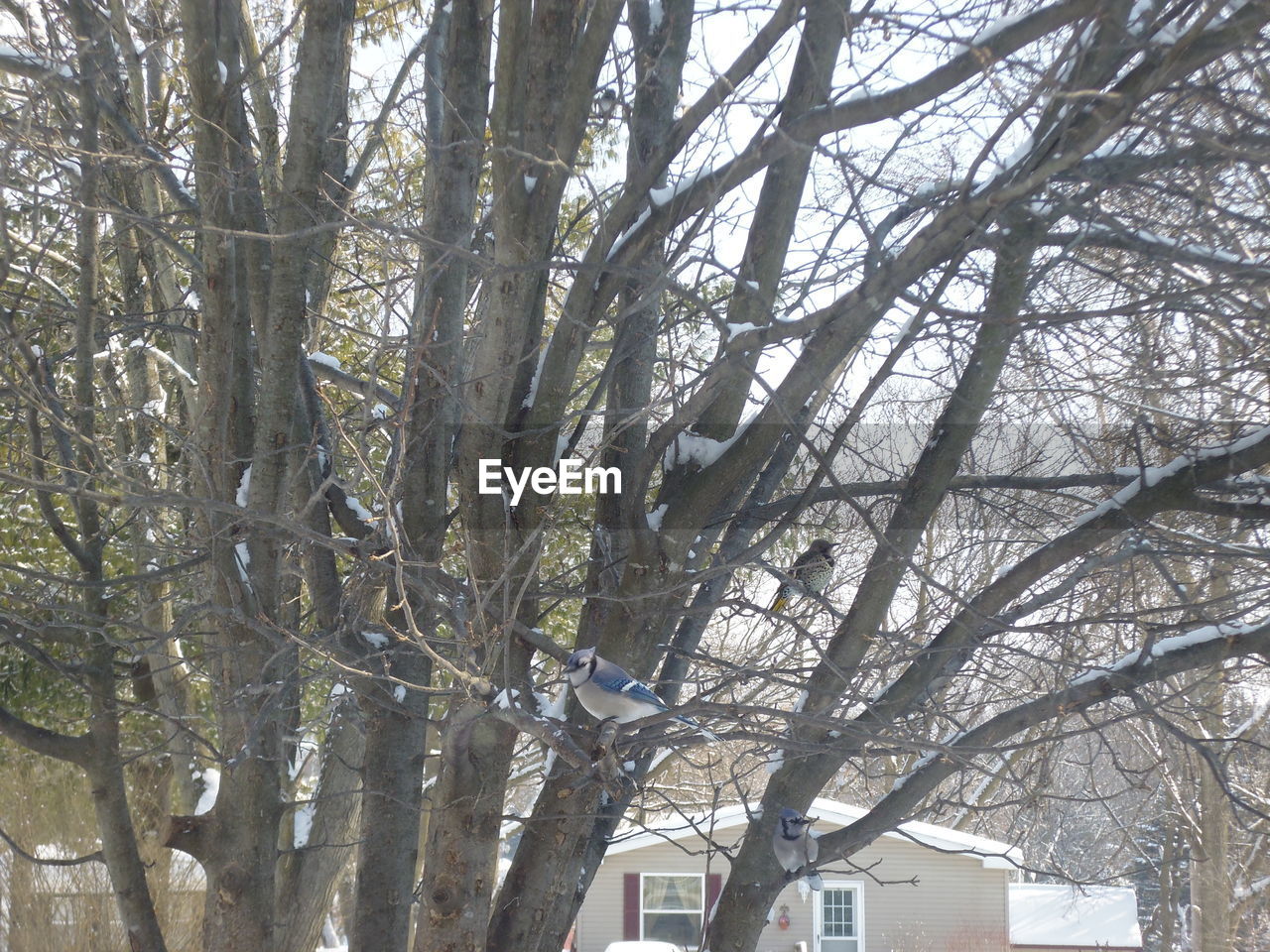 BARE TREE AGAINST BUILDING