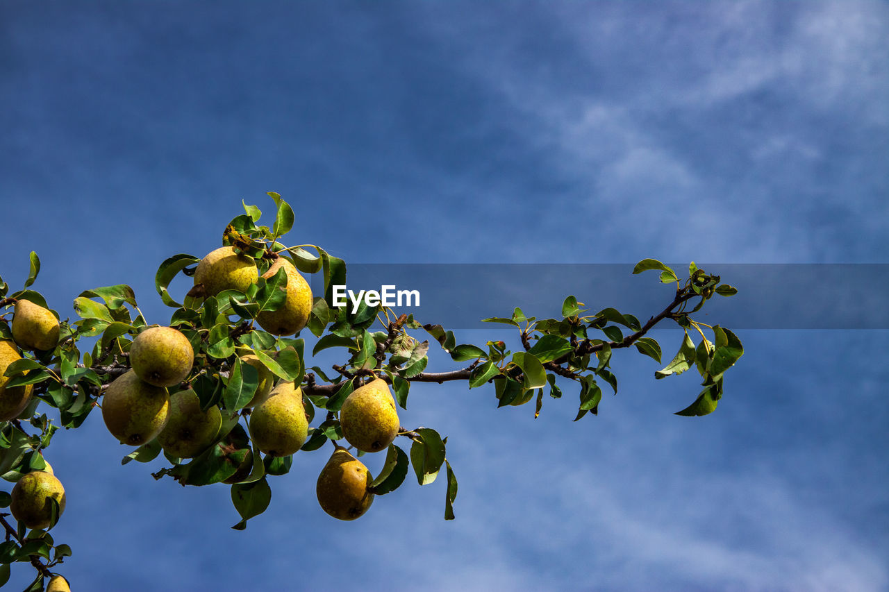 LOW ANGLE VIEW OF FRUITS ON TREE AGAINST SKY