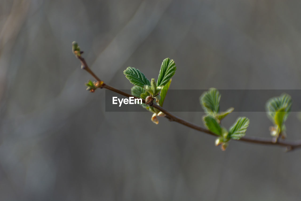 A hazel sprig sprouting green spring leaves, april view