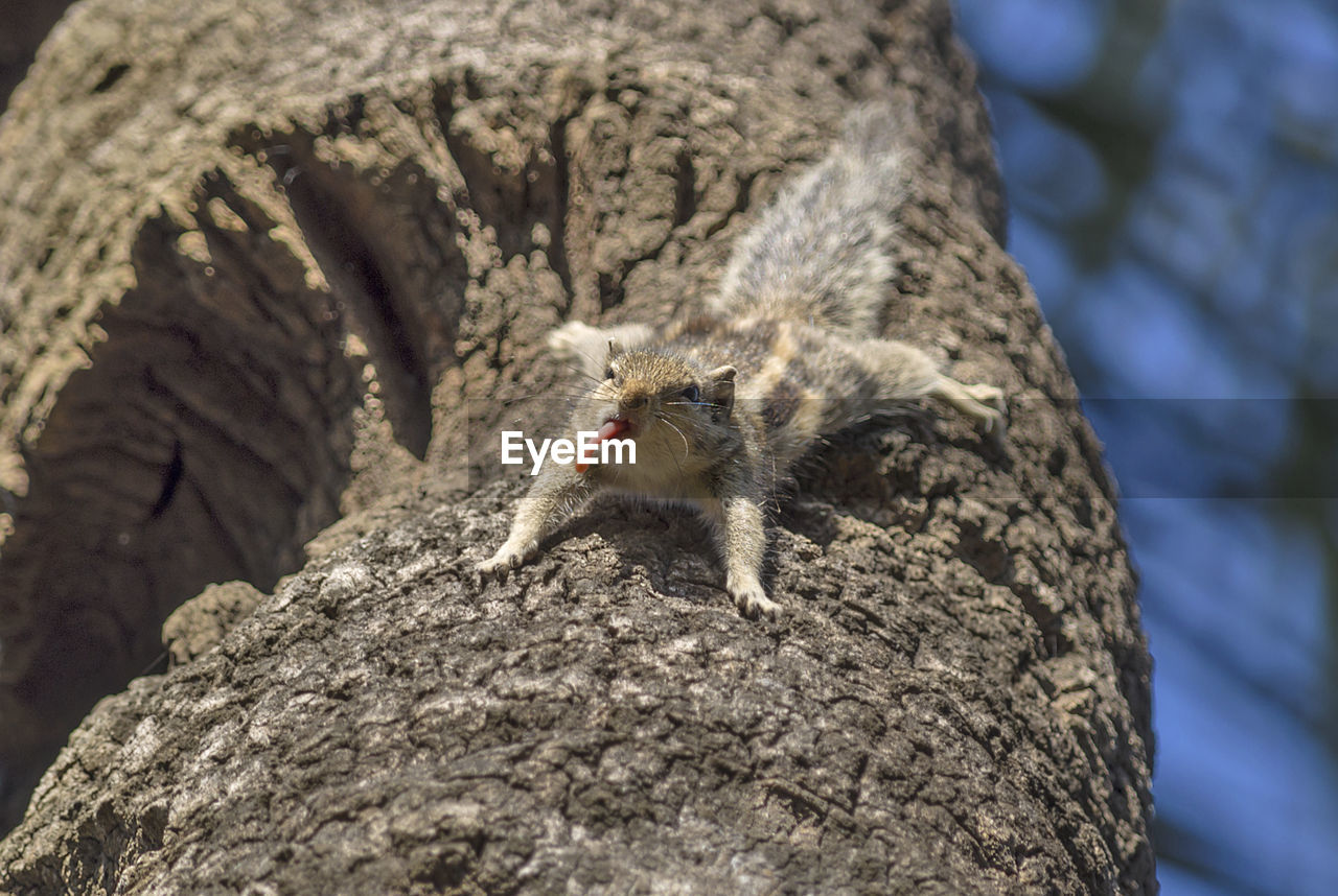 VIEW OF SQUIRREL ON ROCK