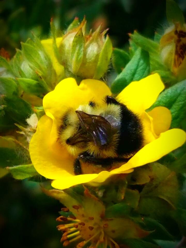 CLOSE-UP OF BEE ON YELLOW FLOWER BLOOMING OUTDOORS