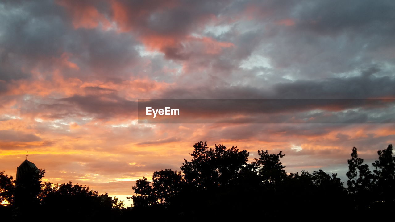 SILHOUETTE OF TREES DURING SUNSET