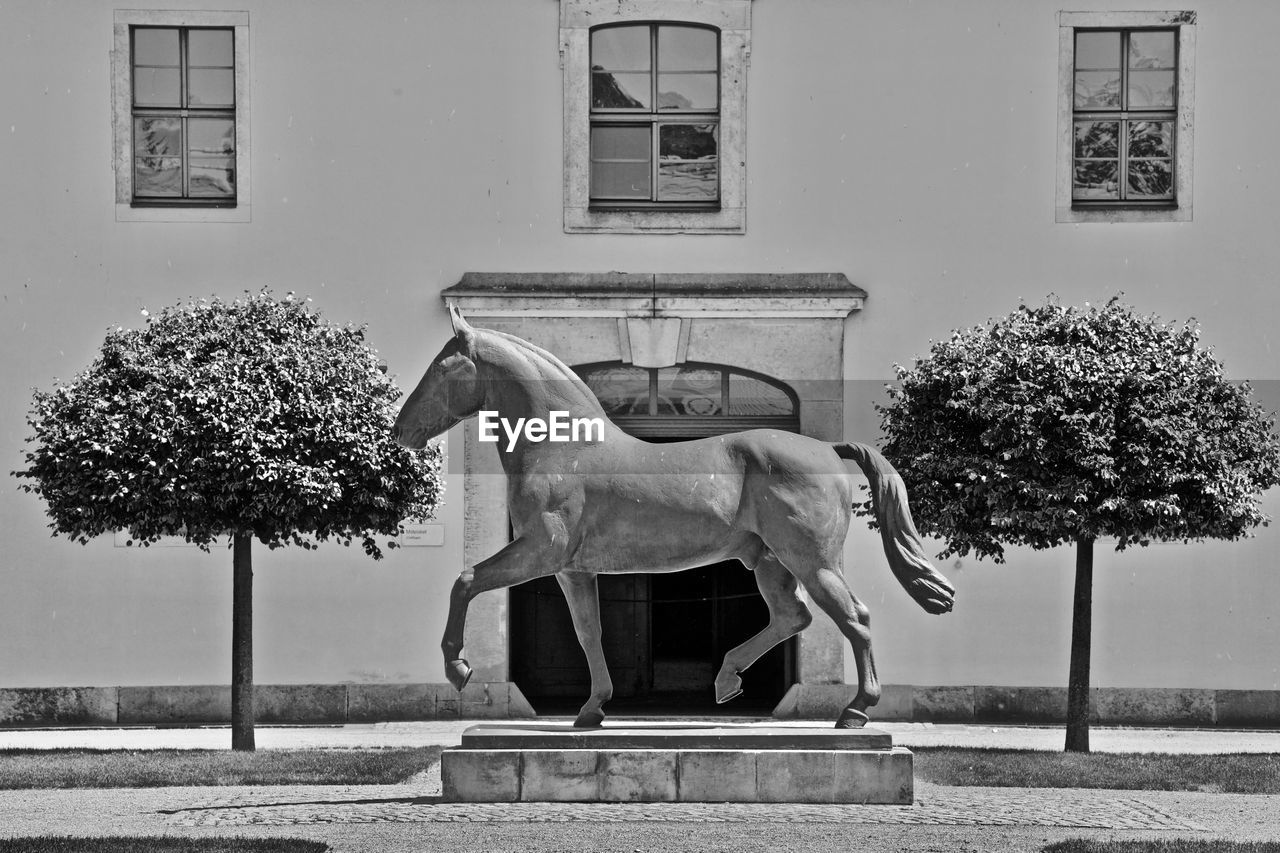 VIEW OF A HORSE