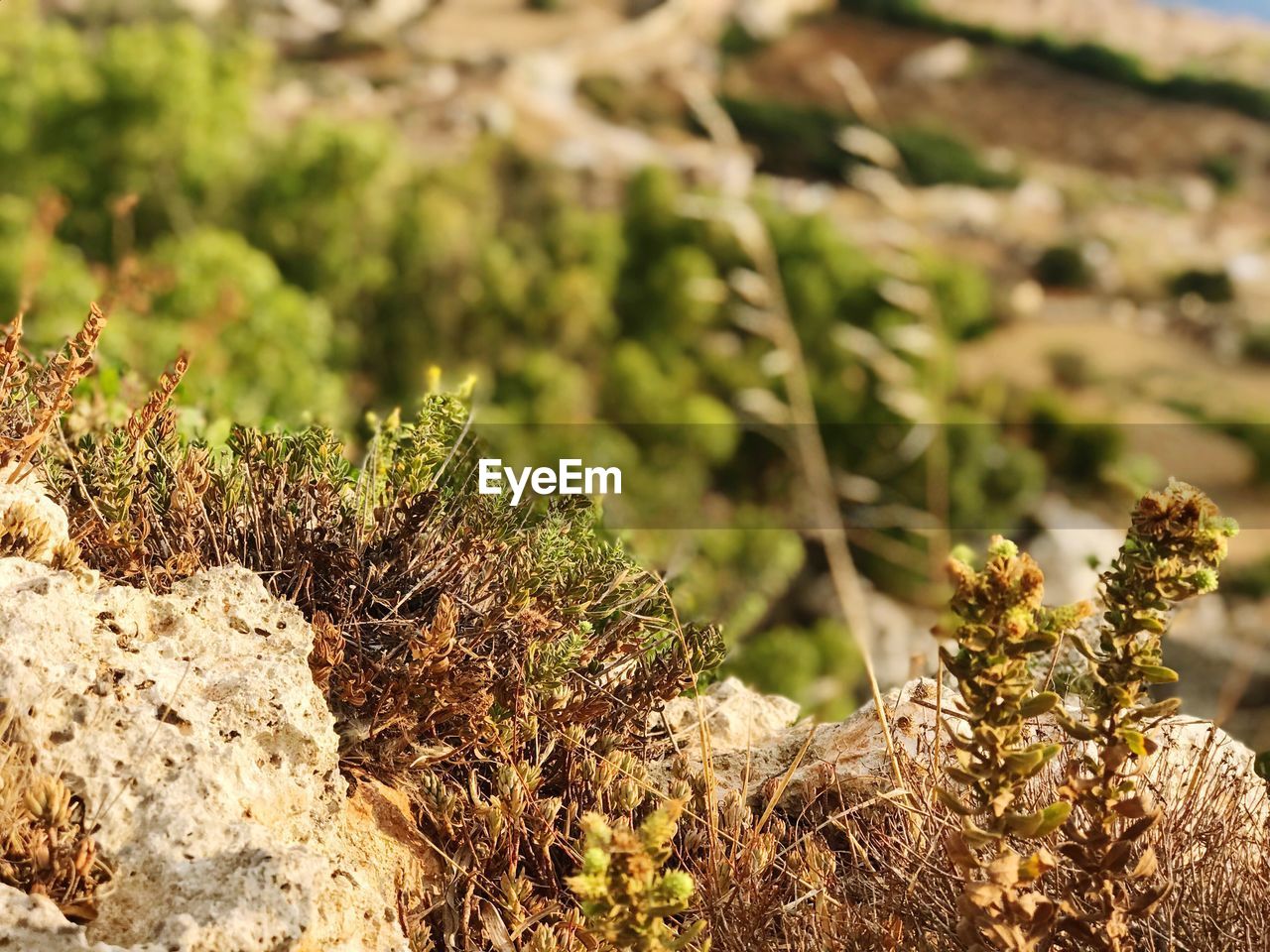 Close-up of plants growing on field