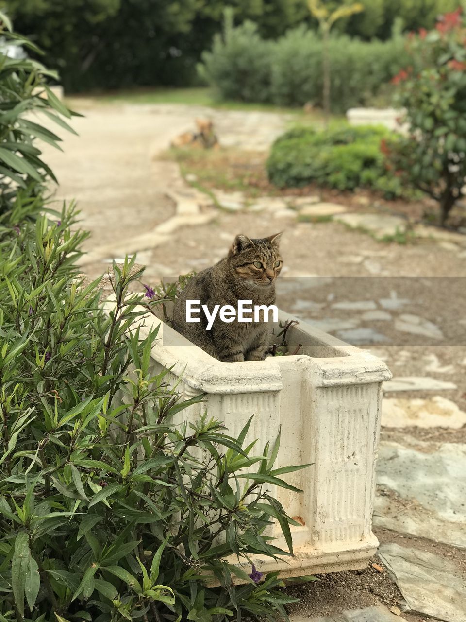 CAT SITTING BY PLANTS AGAINST BLURRED BACKGROUND