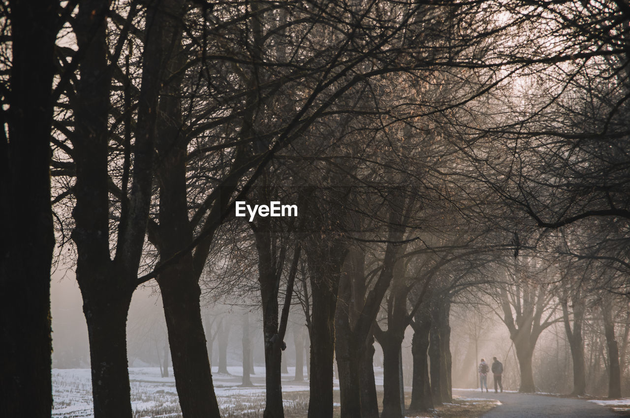 Foggy tree line walkway