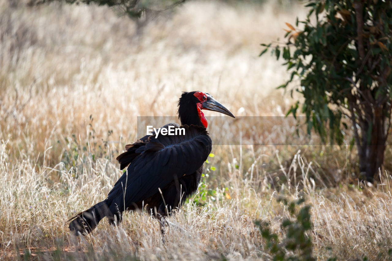 BLACK BIRD ON A FIELD