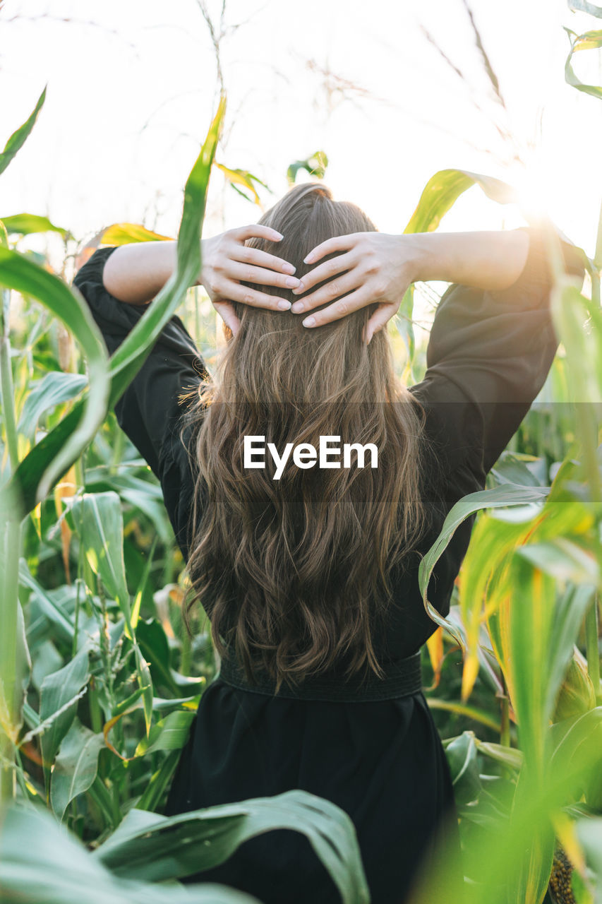 Young long hair woman in sunglasses in sunset corn field, from behind. sensitivity to nature concept