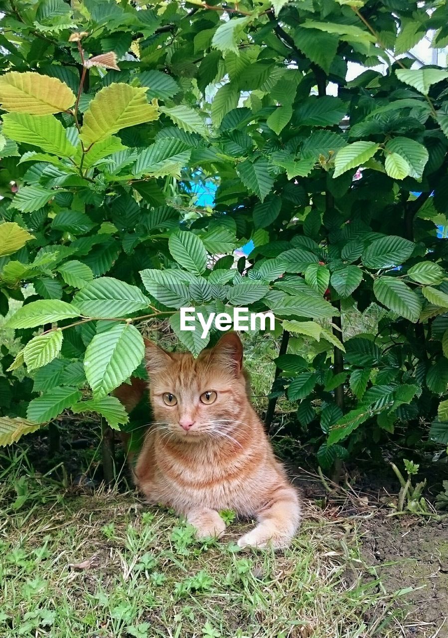 PORTRAIT OF CAT LYING ON PLANT