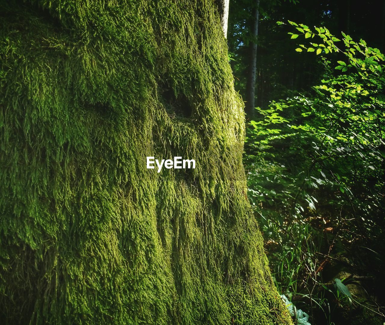 Close-up of moss growing over tree in forest