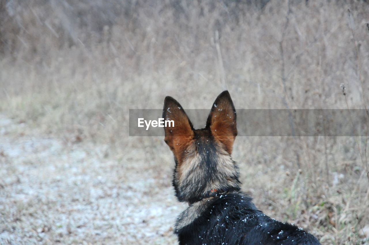 German shepherd at the park 