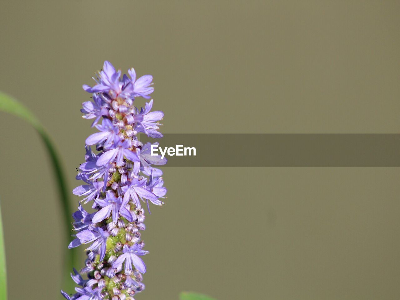 CLOSE-UP OF PURPLE FLOWERS BLOOMING