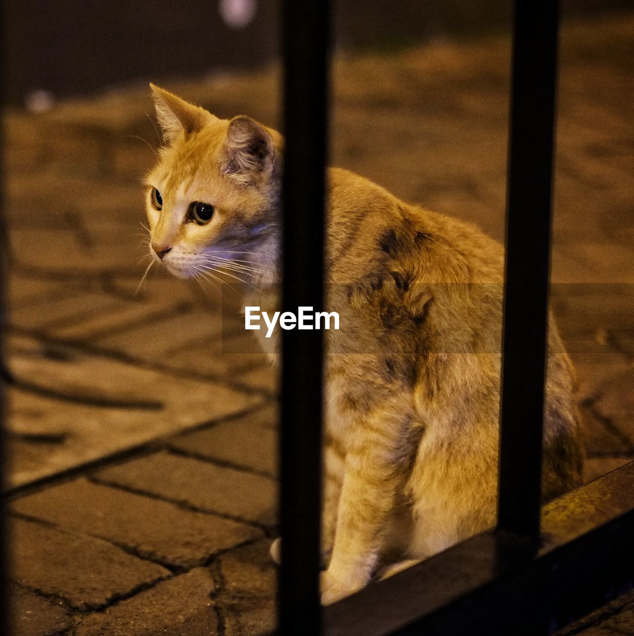 High angle view of cat on sidewalk