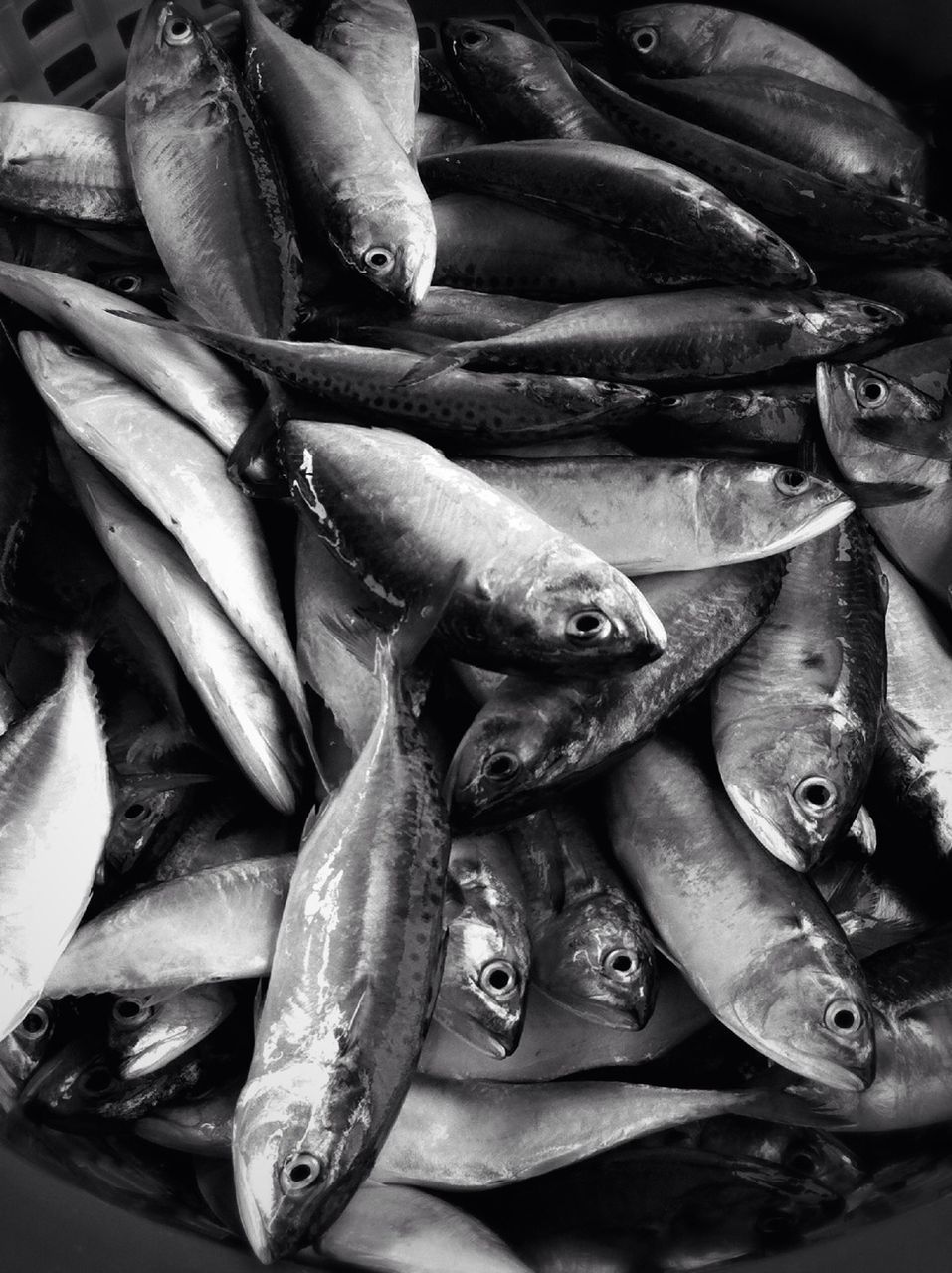 Fish on fish market