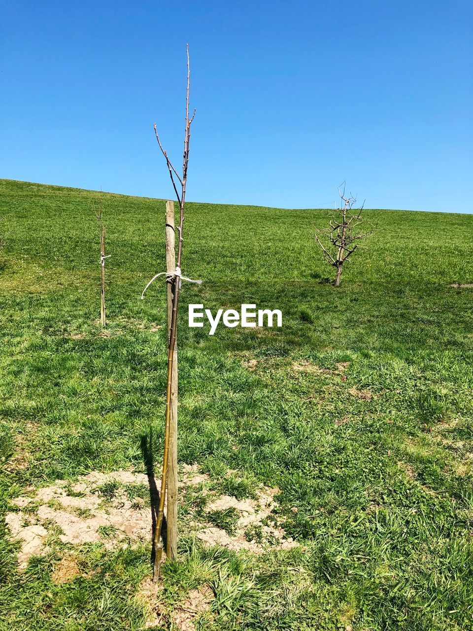 FENCE ON FIELD AGAINST CLEAR SKY