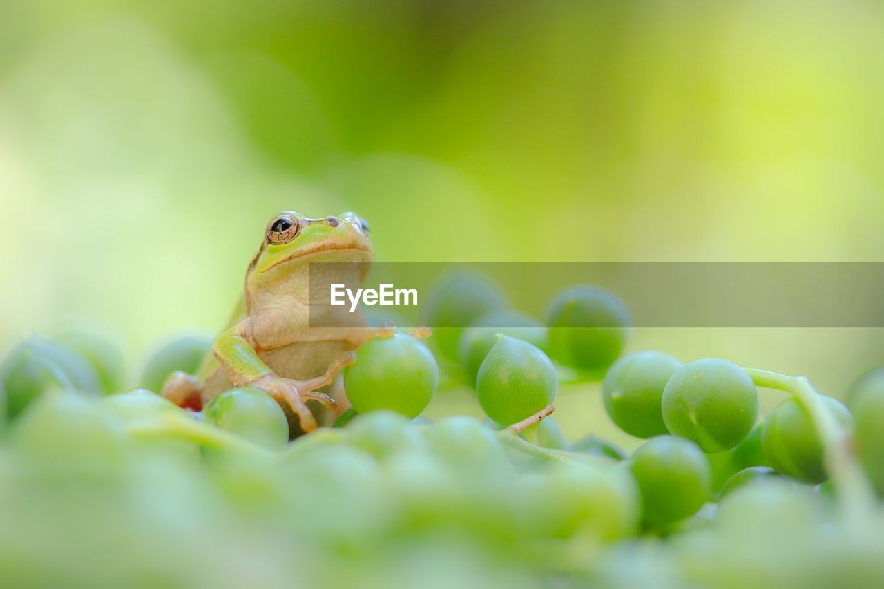 Close-up of frog against blurred background