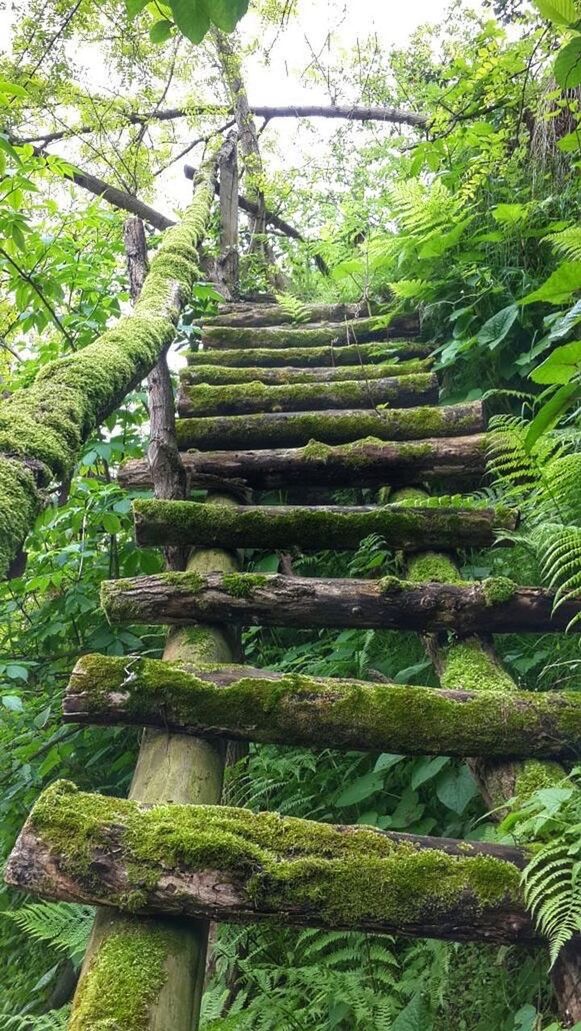 LOW ANGLE VIEW OF TREES