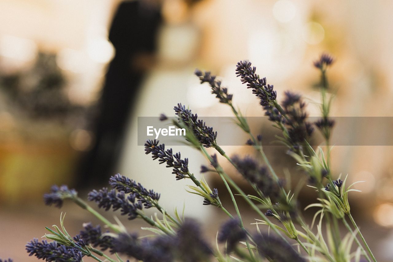 Close-up of flowering plant against blurred background