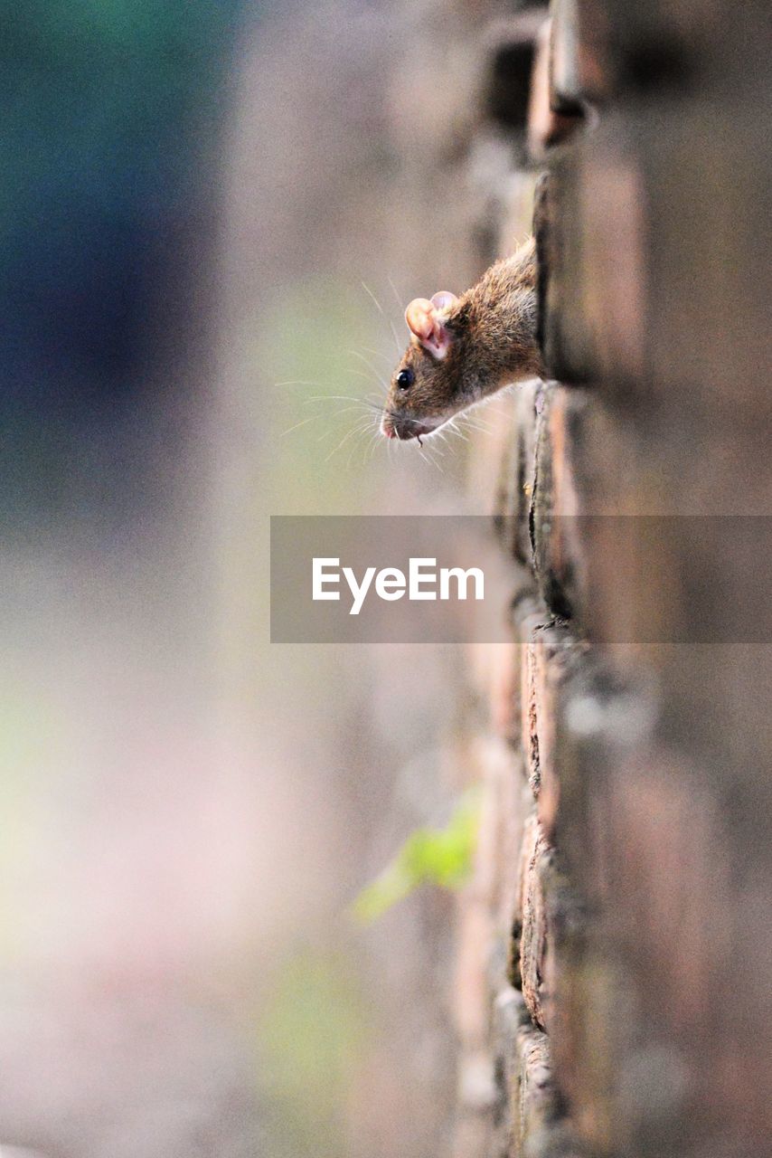 Close-up of rat amidst brick wall