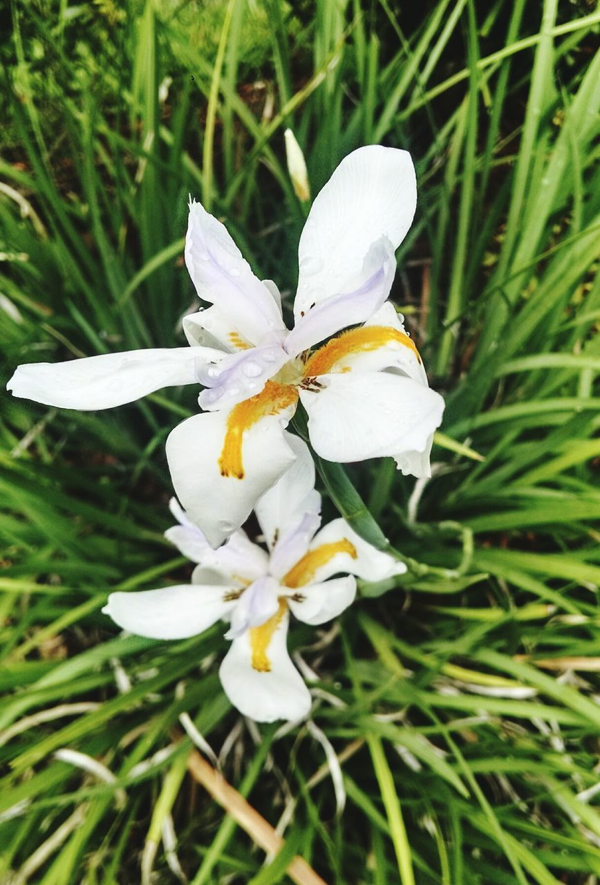 Close-up of white flower blooming outdoors