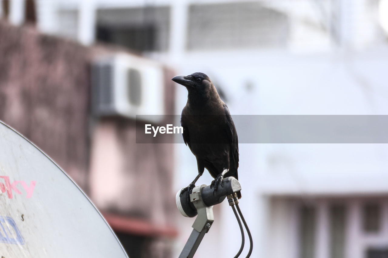 CLOSE-UP OF BIRD PERCHING ON WOOD