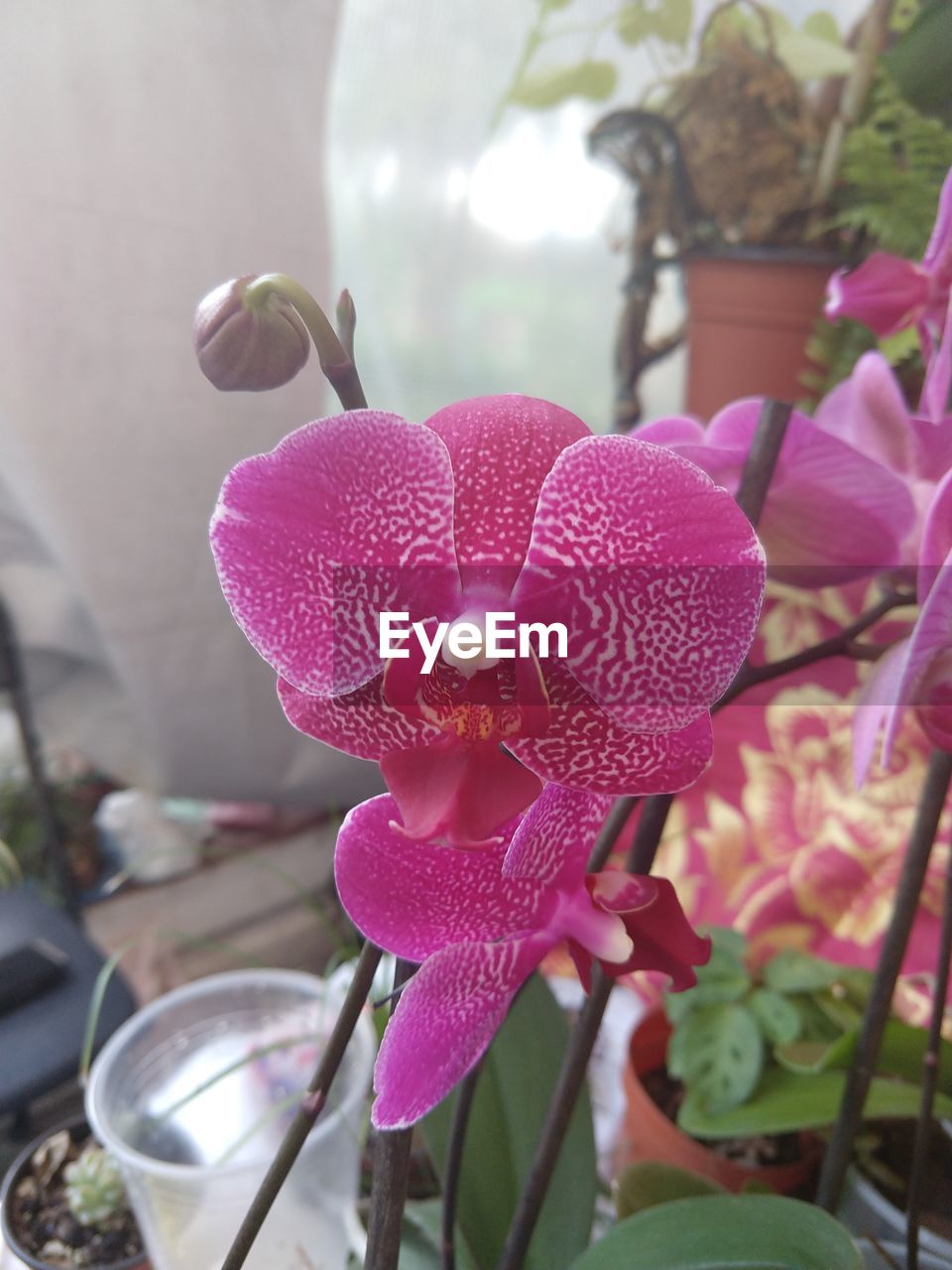 CLOSE-UP OF PINK ORCHIDS ON FLOWER