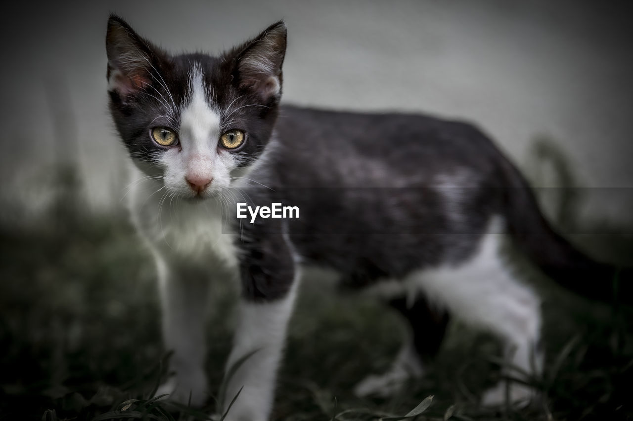 CLOSE-UP PORTRAIT OF KITTEN ON CAT