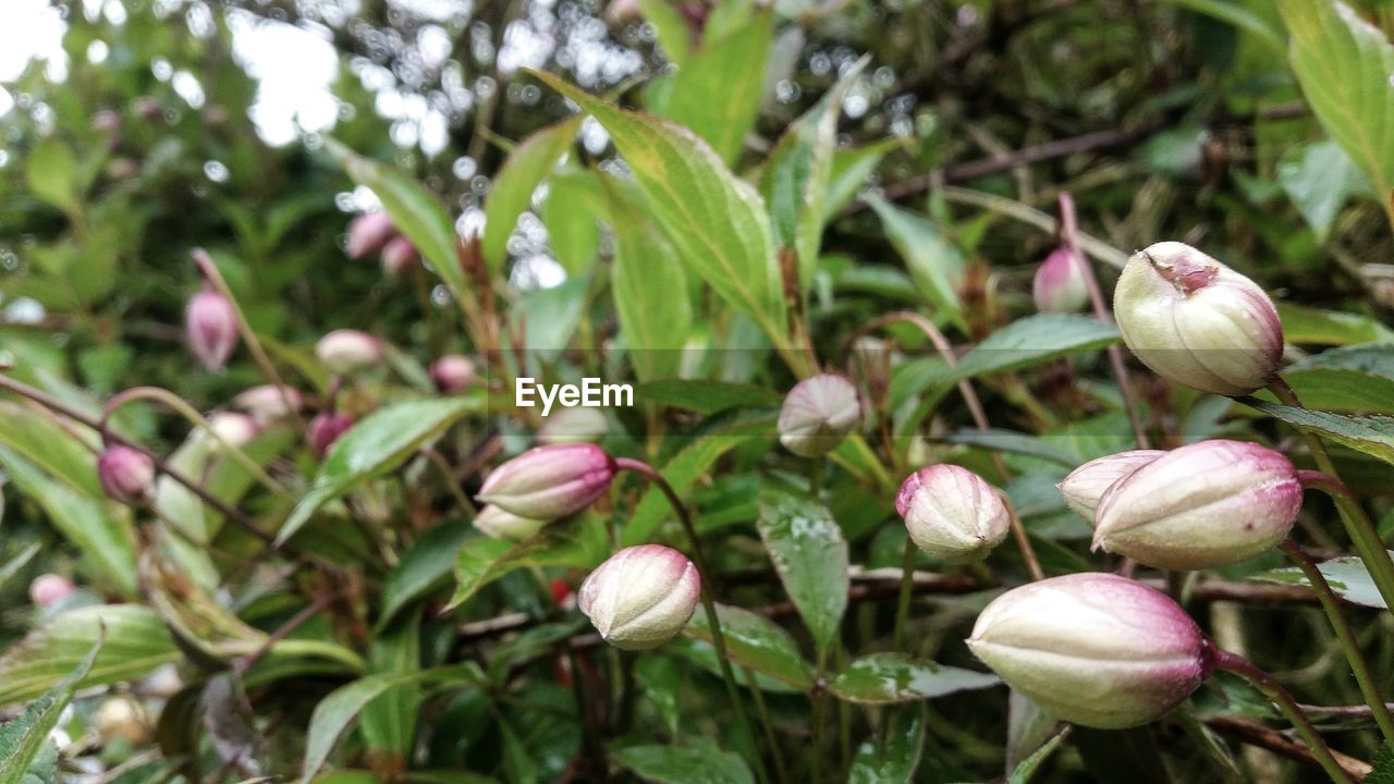 CLOSE-UP OF FLOWERS GROWING OUTDOORS