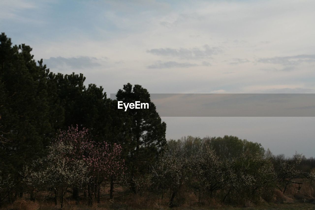 TREES AND PLANTS GROWING ON FIELD AGAINST SKY