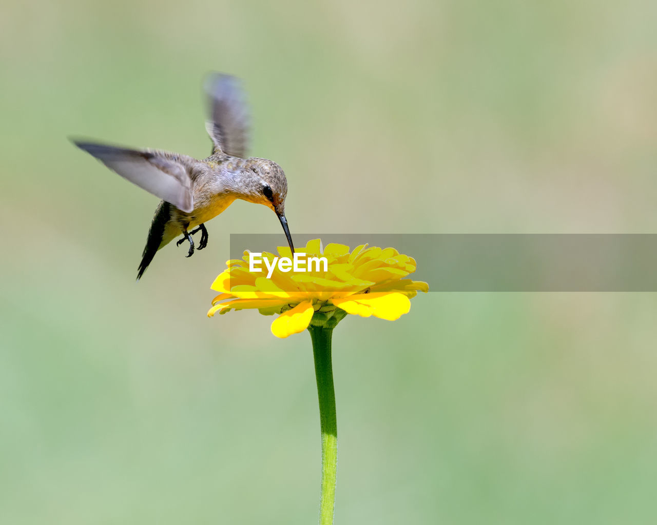 CLOSE-UP OF INSECT POLLINATING FLOWER