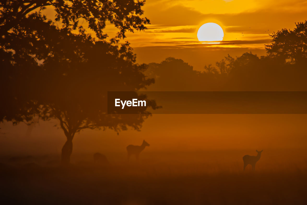 Silhouette of tree on field against orange sky