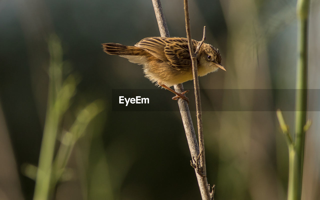 CLOSE-UP OF BIRD PERCHING