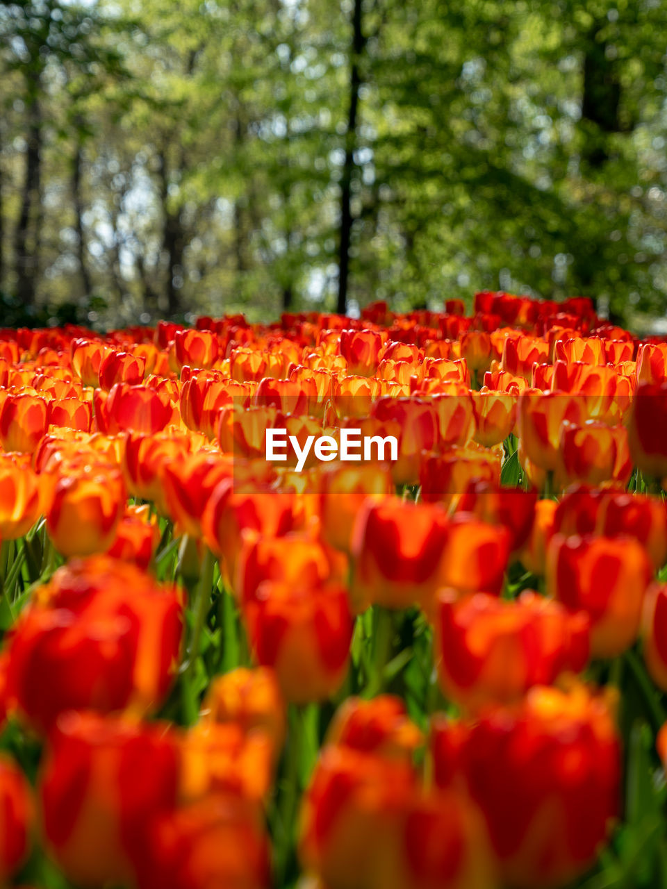 plant, flower, flowering plant, beauty in nature, freshness, growth, red, nature, fragility, tulip, selective focus, flower head, land, petal, close-up, no people, tree, day, inflorescence, abundance, field, springtime, flowerbed, outdoors, blossom, botany, landscape, vibrant color, orange color, sunlight, green