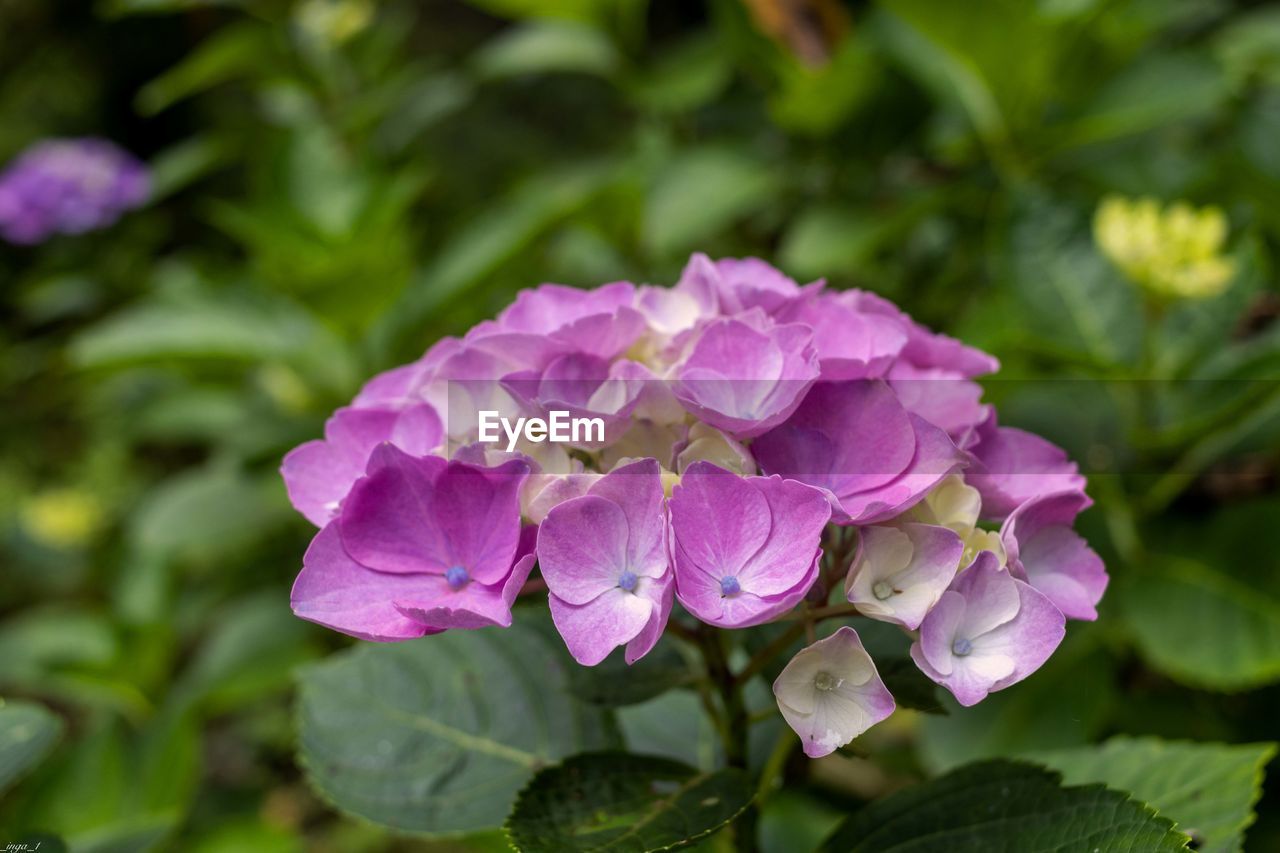 flower, plant, flowering plant, beauty in nature, freshness, plant part, pink, leaf, nature, close-up, purple, petal, inflorescence, flower head, growth, magenta, no people, outdoors, springtime, summer, botany, vegetable, garden, fragility, green, hydrangea, focus on foreground