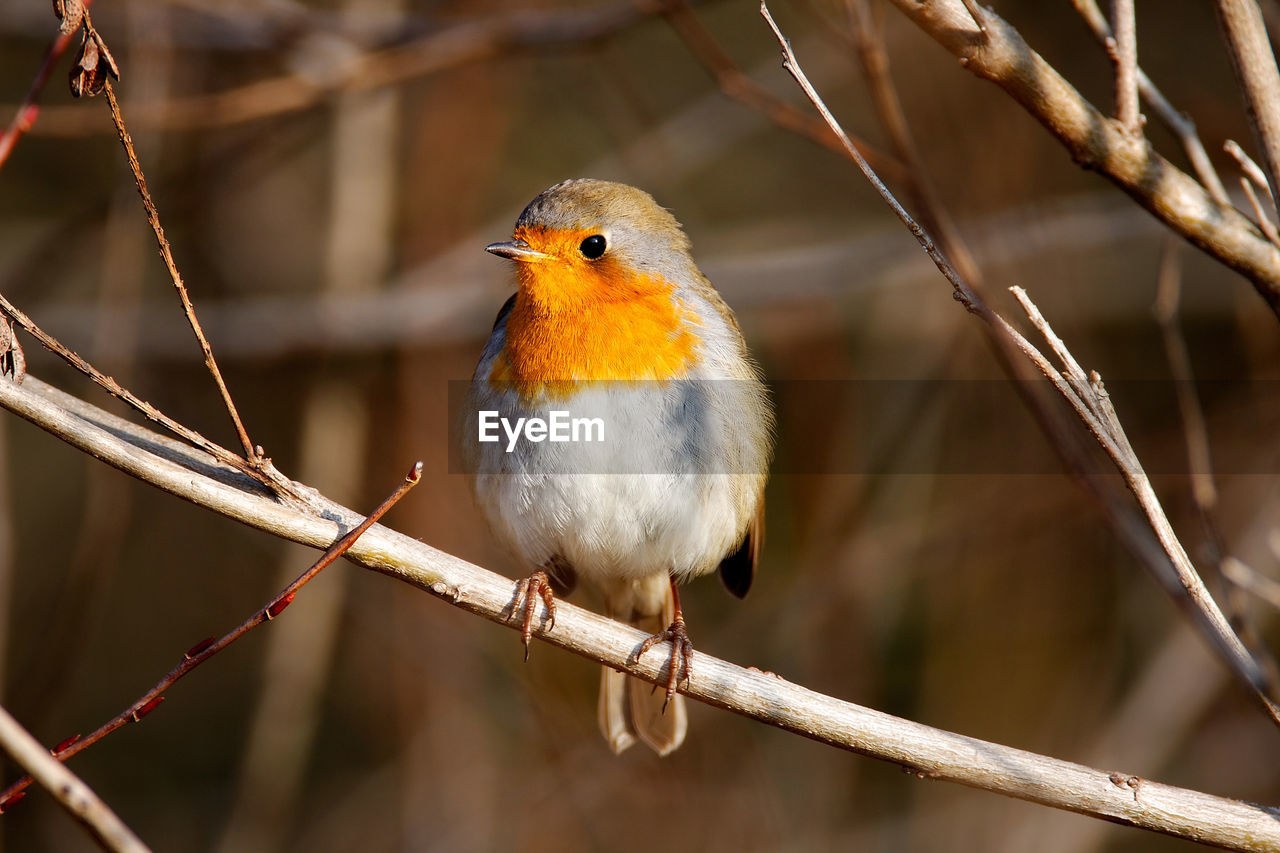 The european robin in the forest