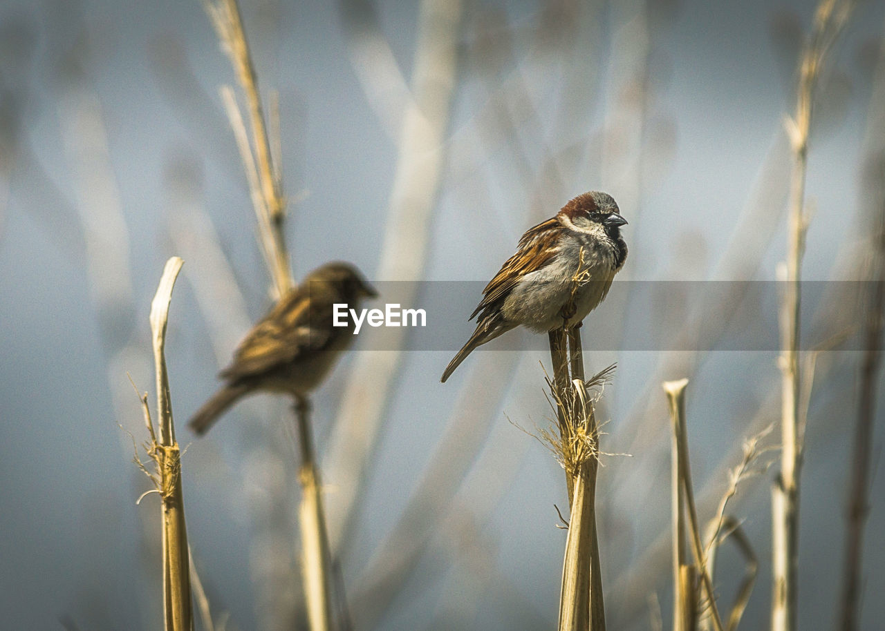 CLOSE-UP OF BIRDS PERCHING ON THE PLANT