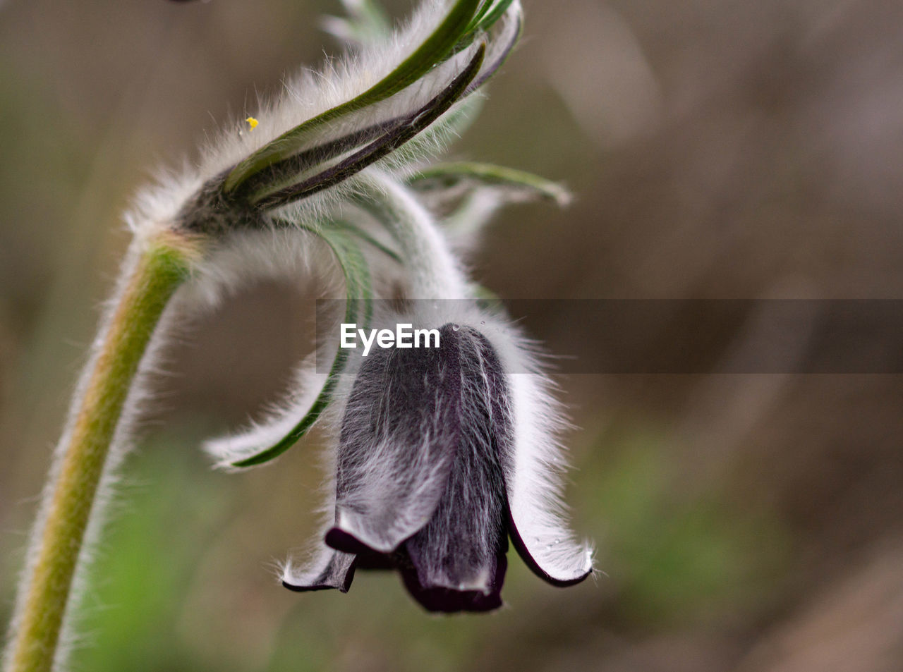 CLOSE-UP OF DANDELION FLOWER