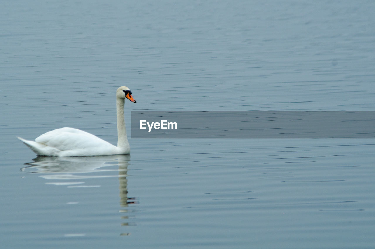 SWANS SWIMMING ON LAKE