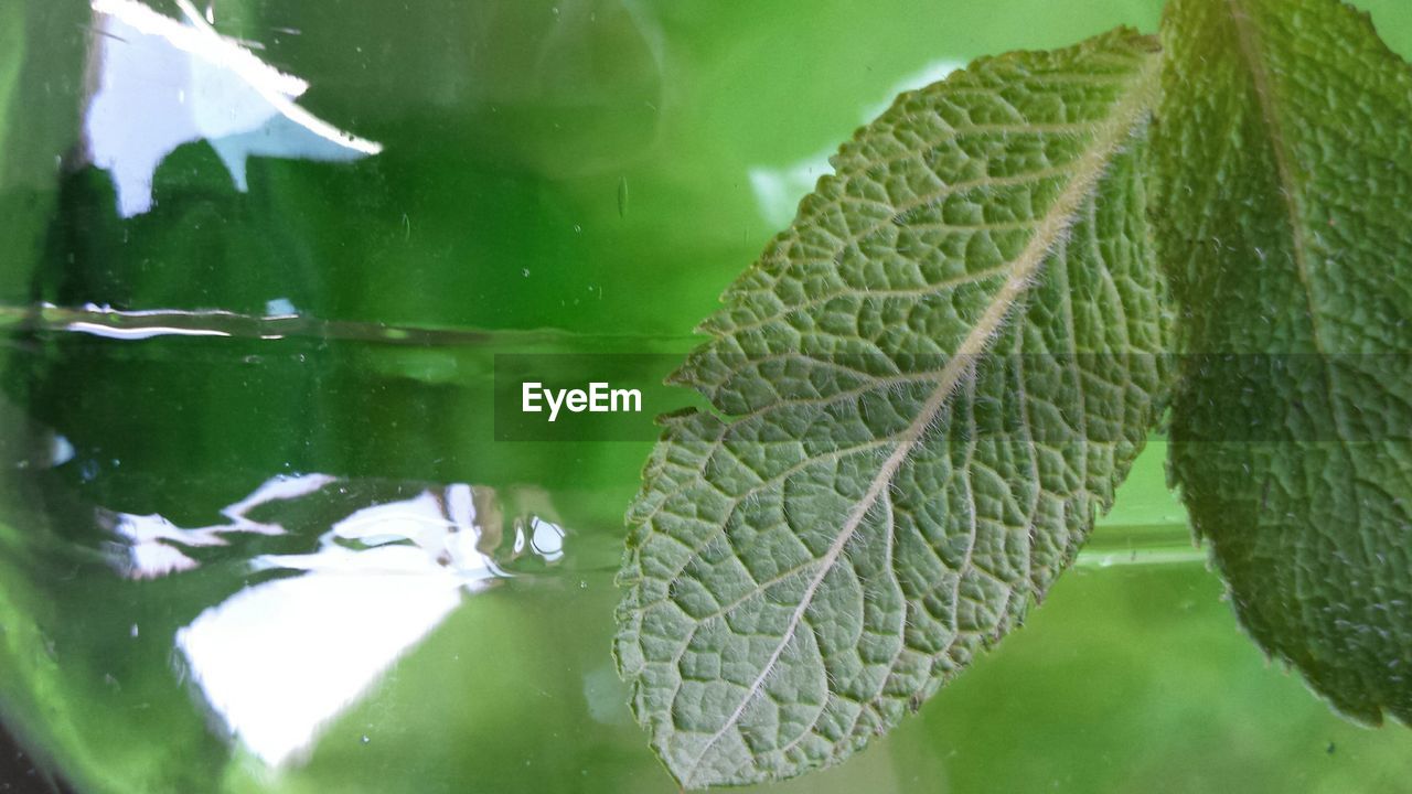 Close-up of leaves